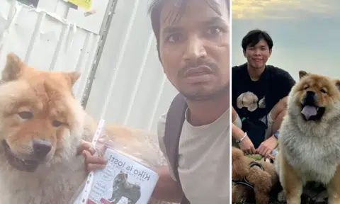 'Unable to sleep not knowing how he is': Man reunites with missing pet dog after 2-day search