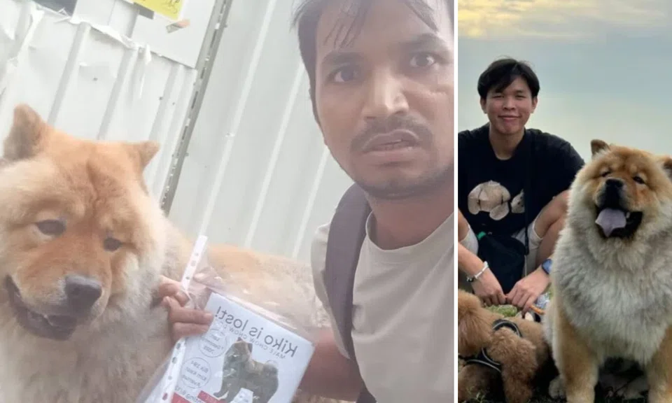 Mr Matthew Teh’s family have had Kiko for five years, since the chow chow was a three-month-old puppy.