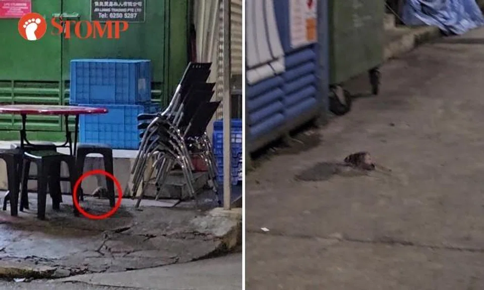 Man alarmed by 'so many' rats in alley next to Geylang frog porridge place: 'They were quite big'
