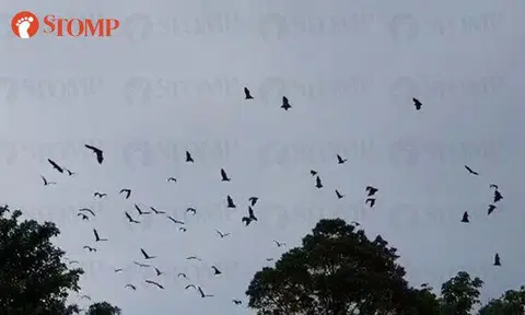 Rare sighting of large colony of flying foxes in Singapore on World Environment Day