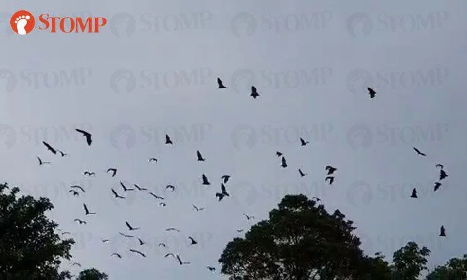 Rare sighting of large colony of flying foxes in Singapore on World Environment Day