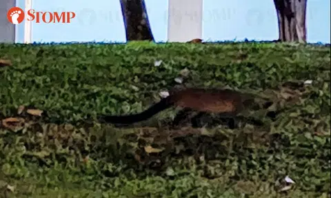 Civet cat joins Stomper for a walk at Alexandra Park