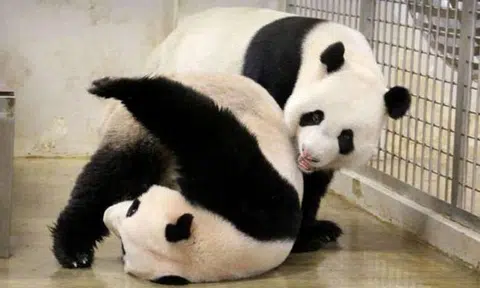 Panda-monium soon? Kai Kai and Jia Jia enter mating season once again