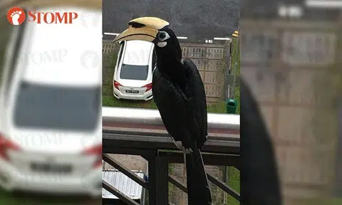 Majestic hornbill graces resident's balcony 