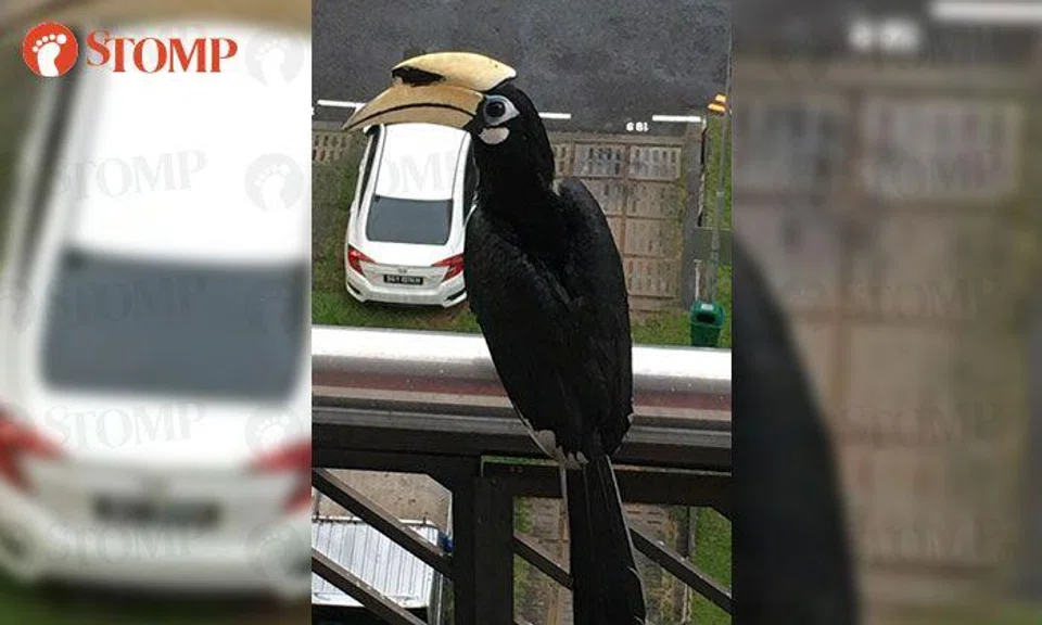 Majestic hornbill graces resident's balcony 