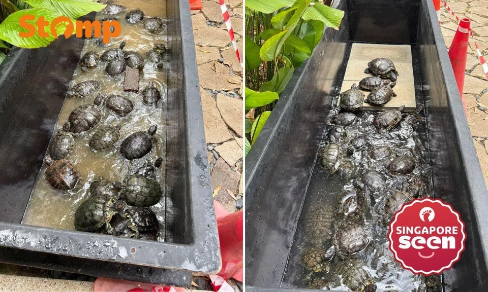 Stomper GT said the turtles had lived in the estate for years.