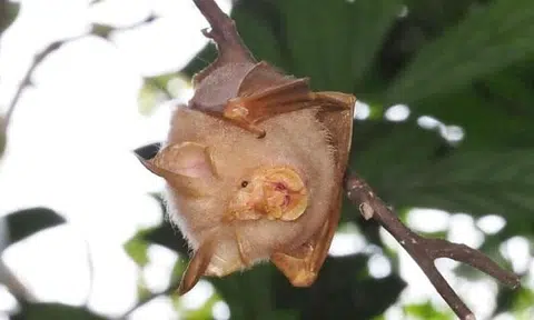 Rare bat sighted at Lower Peirce Reservoir: 'It has huge ears and its face looks like a pig'
