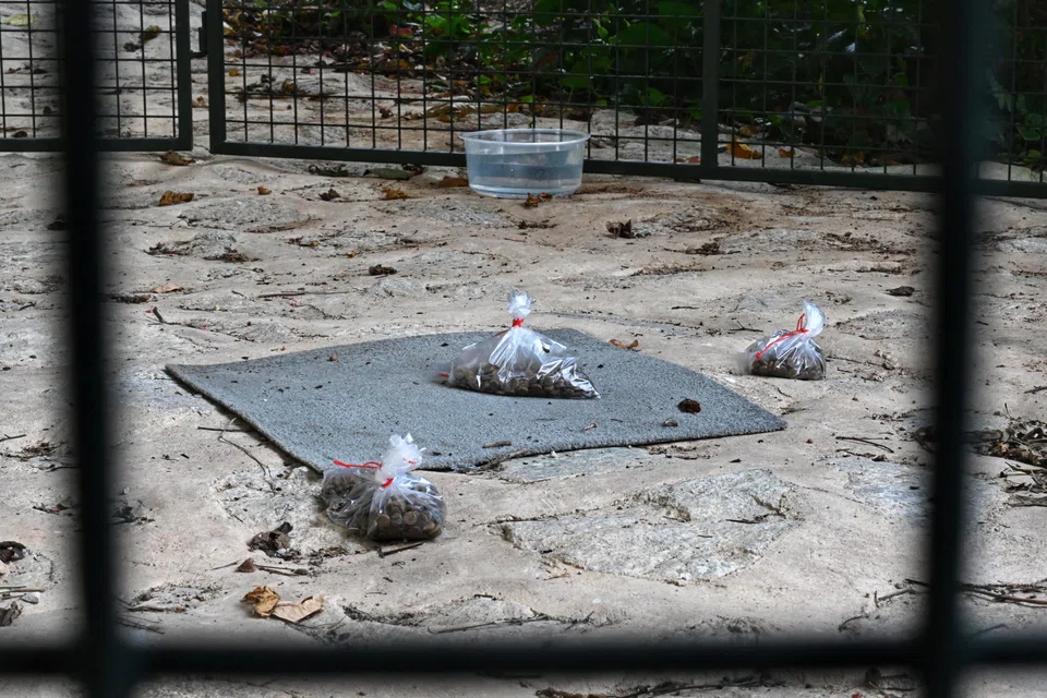 Inside the corral are bags of kibble and a container of water that are both changed daily, to prevent pests from infesting and mosquitos from breeding.
