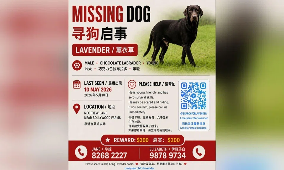 chocolate labrador dog, missing poster