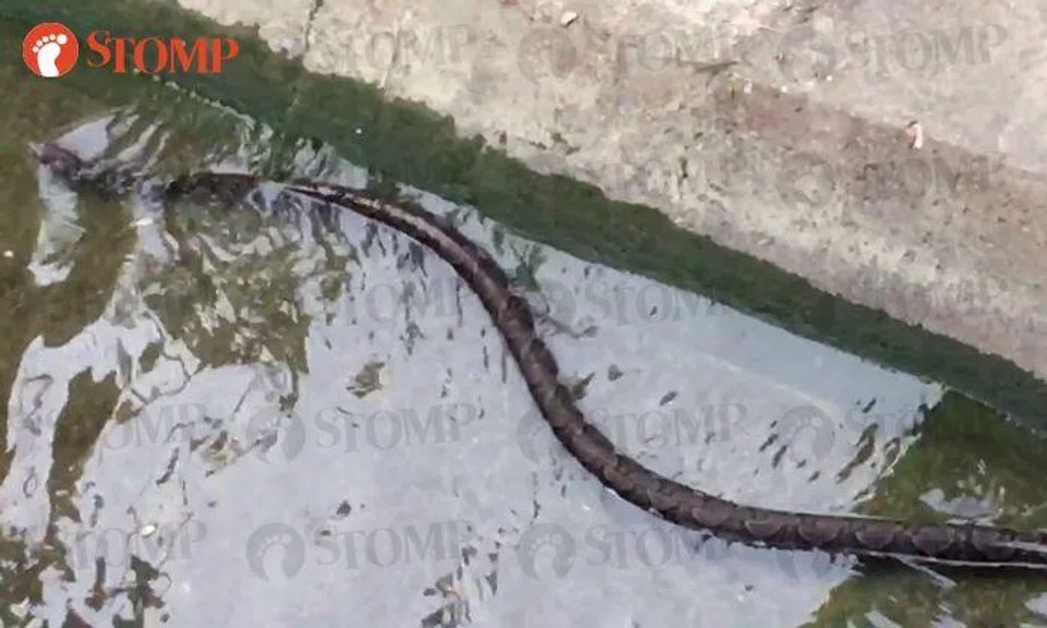 Things aren't going swimmingly for this long python in Toa Payoh canal