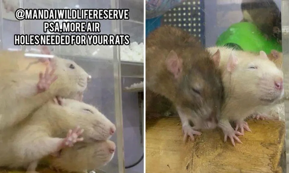 S'pore Zoo explains why video of rats sniffing air holes is 'not uncommon' after cruelty accusations