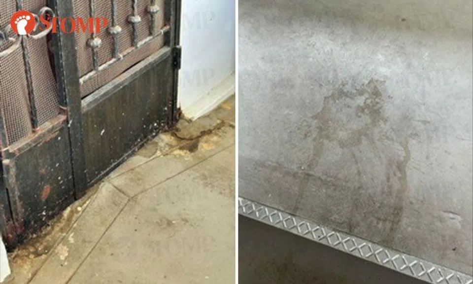 Boon Lay residents forced to keep doors and windows shut 24/7 due to strong stench of cat urine