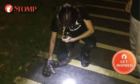 Well done, ACRES team for skills and bravery while catching python at Pasir Ris Drive 1!