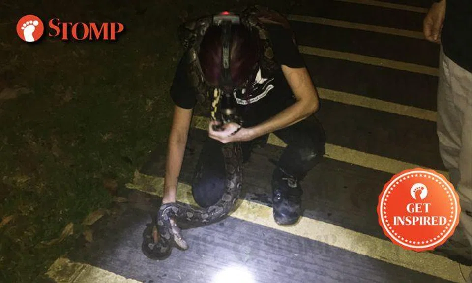 Well done, ACRES team for skills and bravery while catching python at Pasir Ris Drive 1!