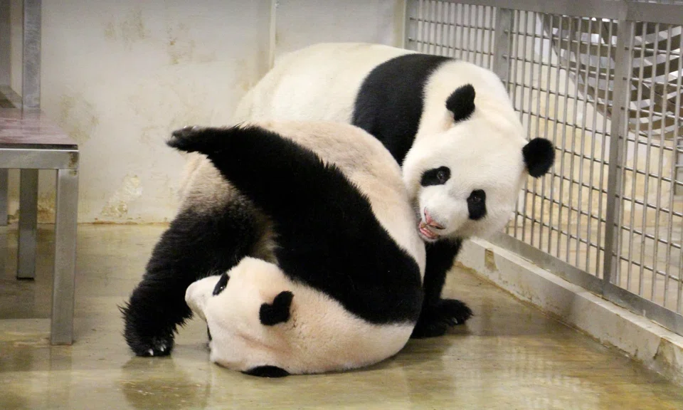 Kai Kai (on top) frolicking with Jia Jia, the panda pair moved to Singapore in 2012.