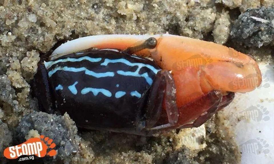 Beautifully-coloured crab gets stuck in a hole at Pasir Ris Park
