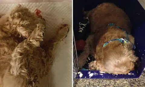 Photos: Shabana Mary Kuruvilla / Facebook