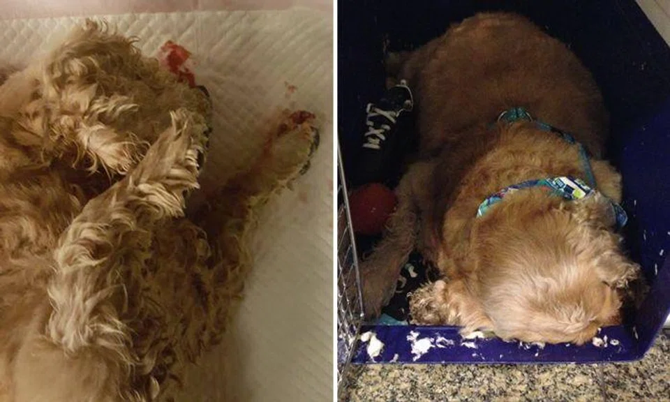 Photos: Shabana Mary Kuruvilla / Facebook