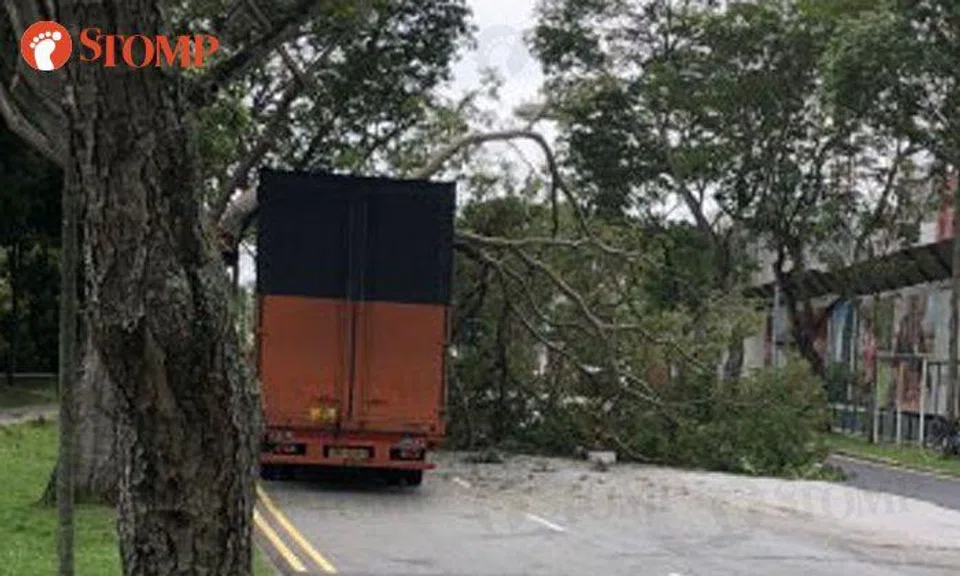 Tree branch falls after being struck by lightning and hit by truck in Clementi