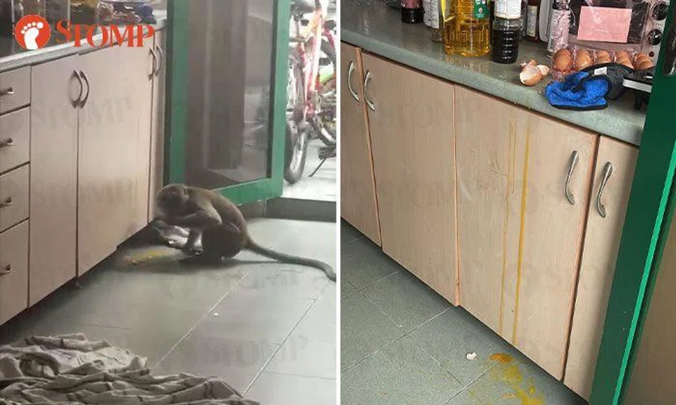 Monkey sneaks into kitchen and steals eggs at Upper Thomson residence