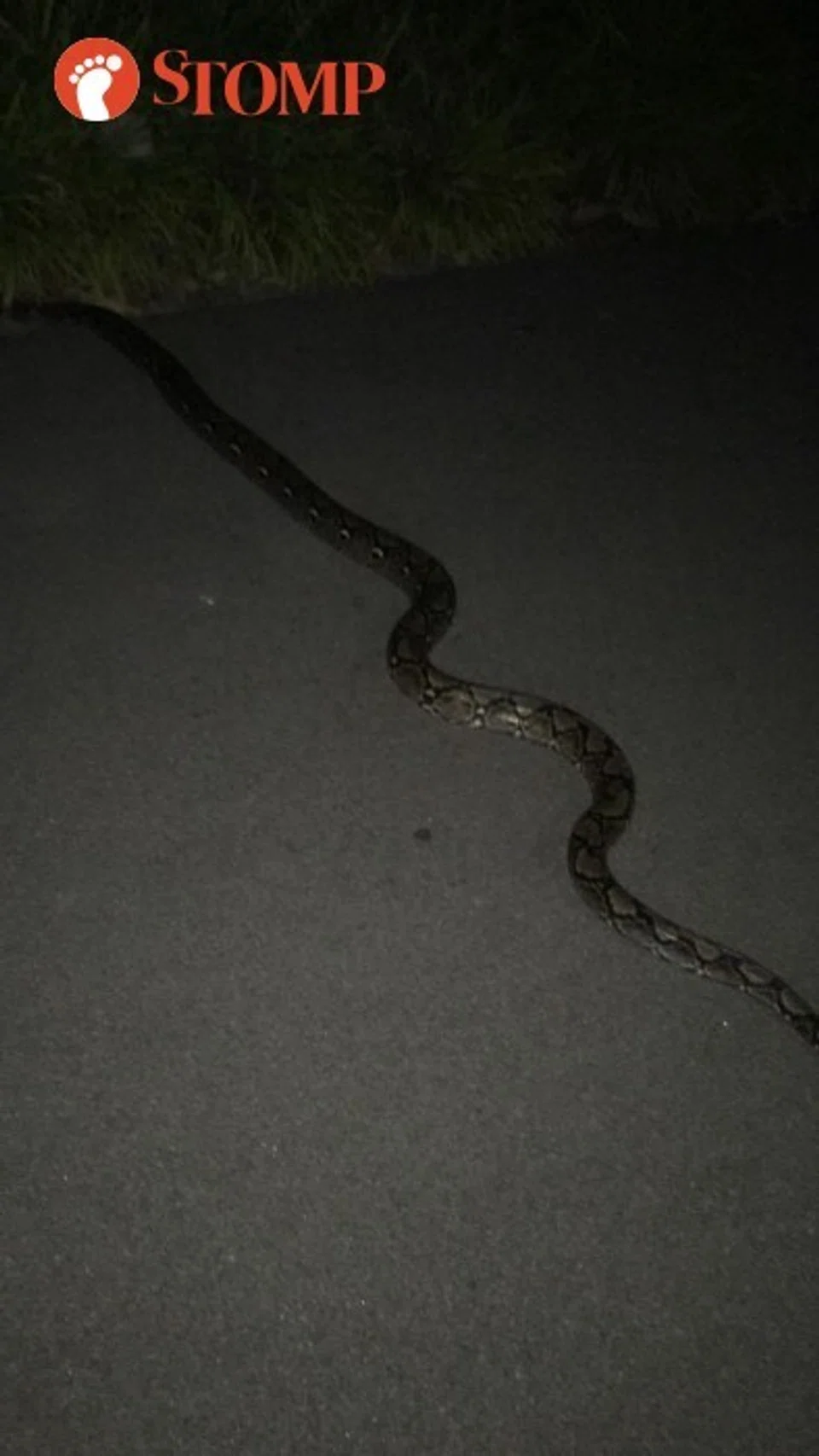 Stomper chances upon 6m-long snake swimming in stream at Chestnut ...