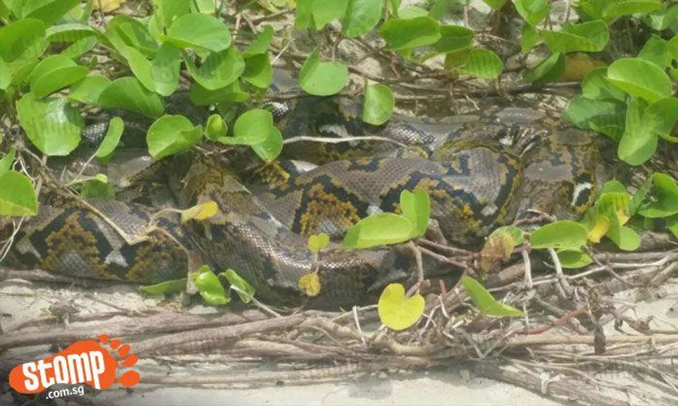 2m long python takes a chill pill at East Coast Park -- right outside Stomper's tent