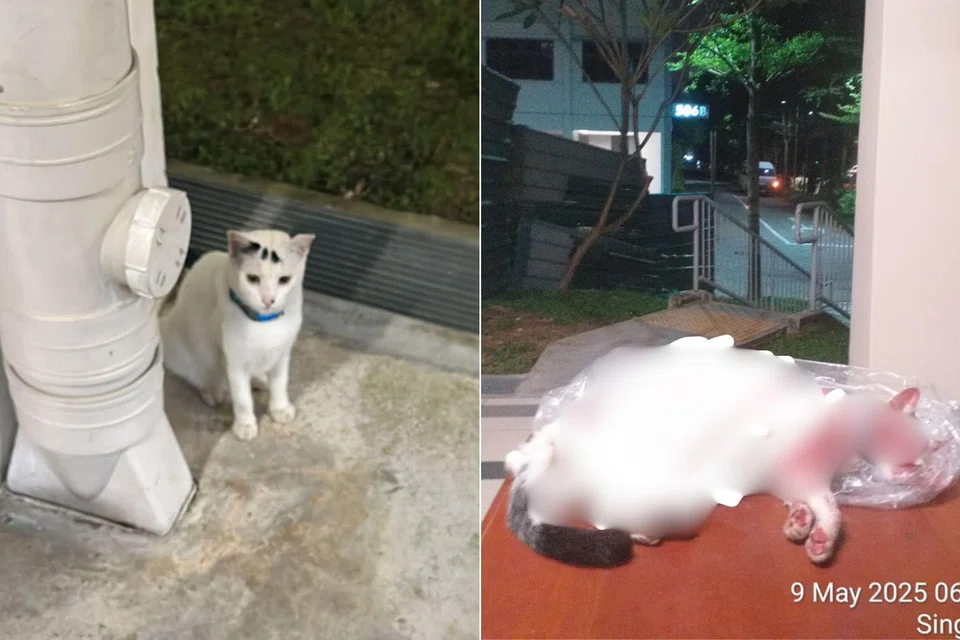 The cat was found on the morning of May 9 disemboweled, and with its eyes gouged out.