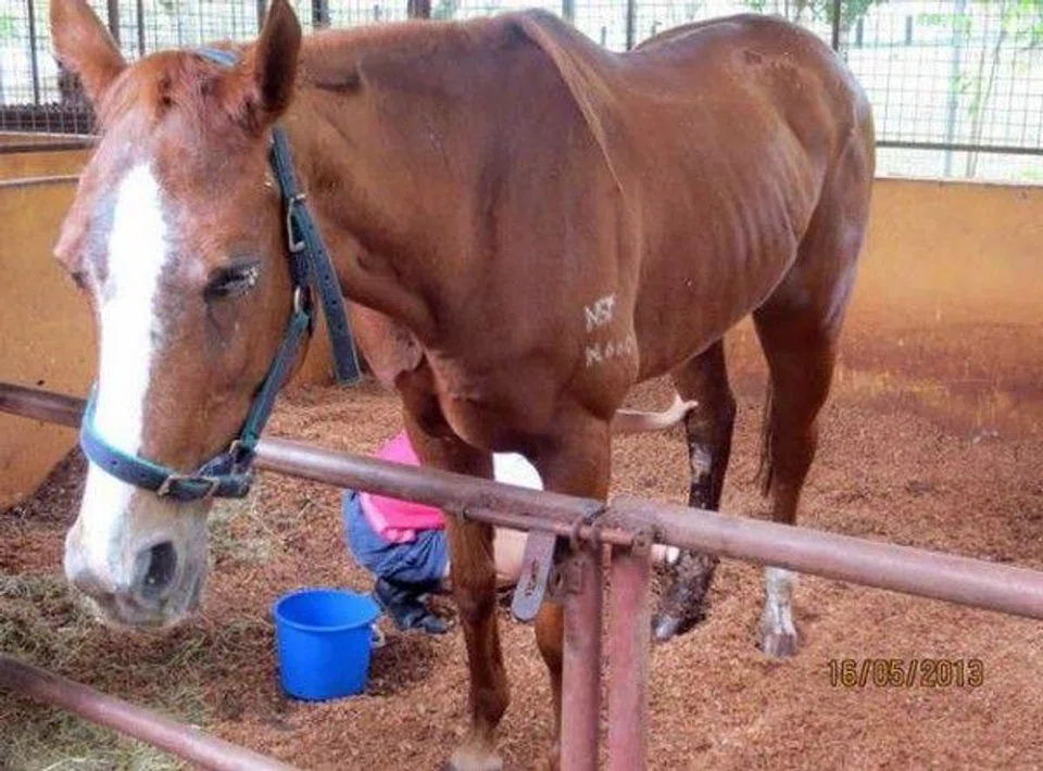 Vets claim horse was in bad shape, but stable says it was not in pain