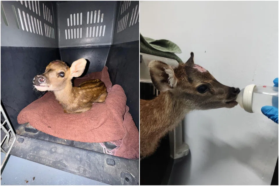 A baby sambar deer was examined, kept warm, and fed by the team at the Acres Wildlife Rescue Centre.