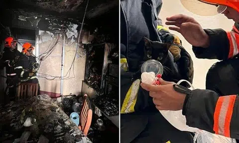 The two cats rescued were given oxygen. Photos: SCDF