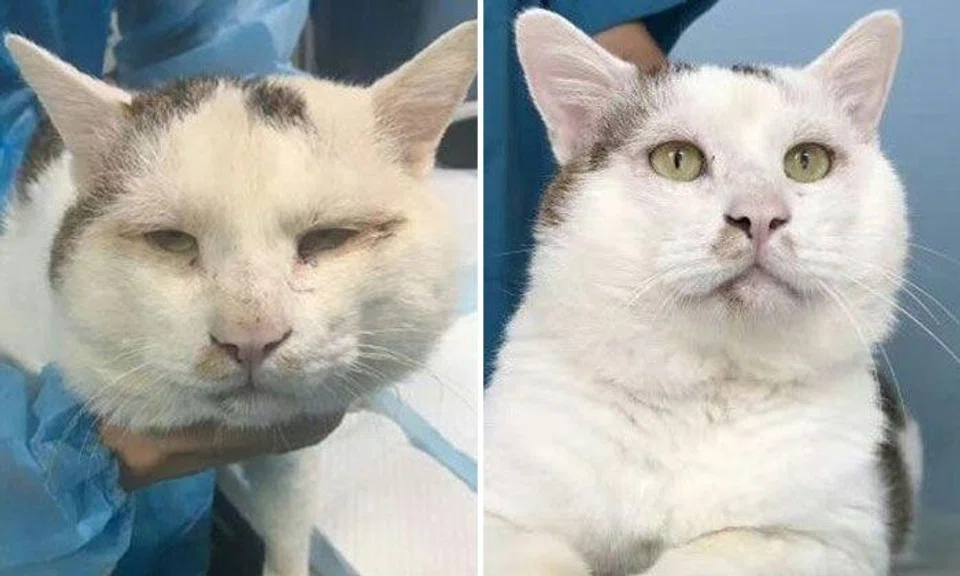 Stray cat undergoes eyelid surgery, becomes a hit with netizens