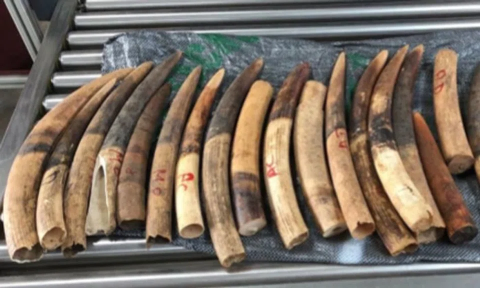 Agri-Food and Veterinary Authority officers inspected the shipment at Pasir Panjang Scanning Station and uncovered 1,787 pieces of ivory tusks in 61 bags, totalling about 3,500kg. PHOTOS: AGRI-FOOD & VETERINARY AUTHORITY AND IMMIGRATION & CHECKPOINTS AUTHORITY