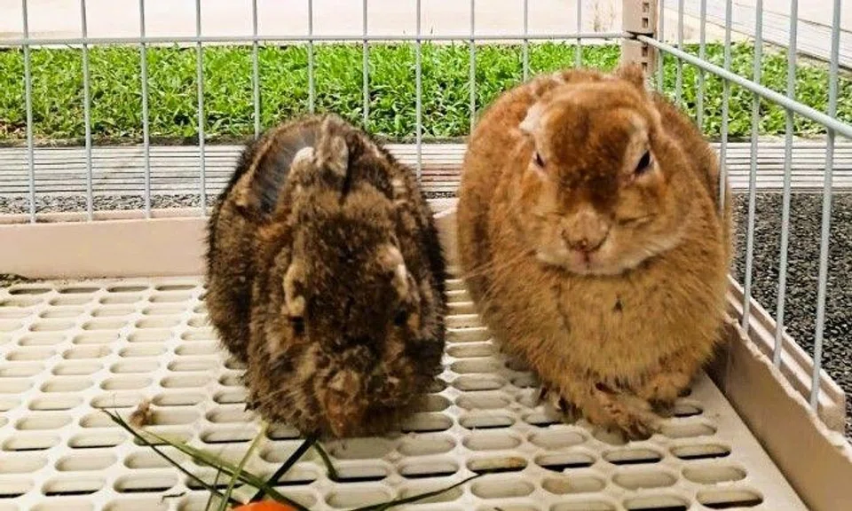 2 'visibly frightened' rabbits with scabies abandoned at Ang Mo Kio block die after SPCA rescues them