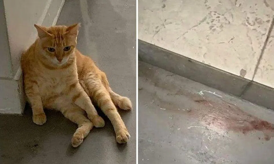 Ms Sharon Ong said that a cleaner told another cat feeder that a ginger cat was found dead in a drain with its face slashed. PHOTOS: SHARON ONG/FACEBOOK