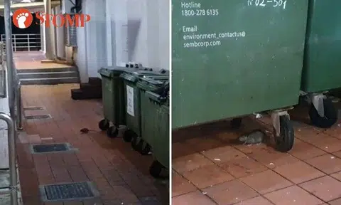 Stomper: "I was shocked to see so many rats scurrying around at night."