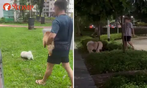 Owners let dogs roam unleashed in Punggol and Sengkang, one confronts resident who calls him out
