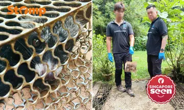 Ms Emily Yap realised on April 21 that their bananas were slowly going missing.