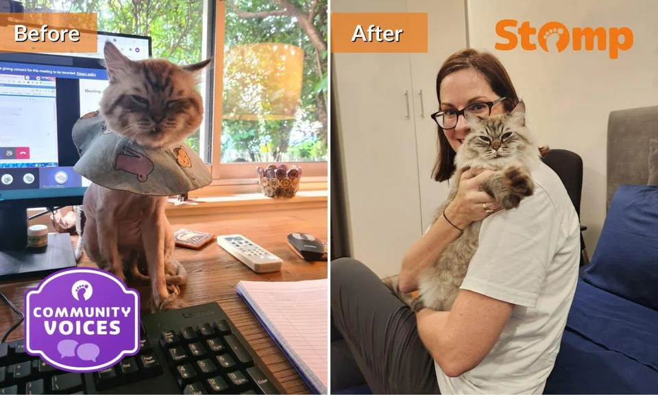 Australian Helene Mayne has been rescuing and fostering cats in Singapore for more than two decades.