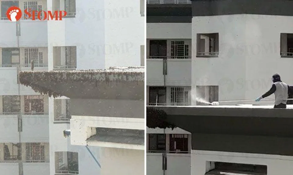 Swarm of bees buzzing around Rivervale Walk block exterminated by pest control