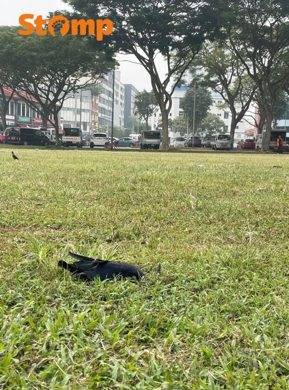 Crow culling at Aljunied MRT | Stomp