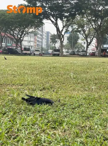 aljunied mrt crow culling operation