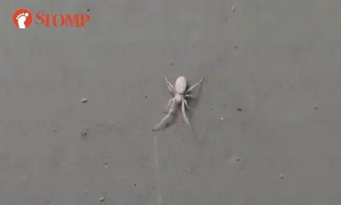 A rarely seen white spider was spotted outside an HDB resident's home in Jurong West Street 24 on Wednesday.