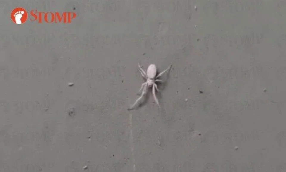 A rarely seen white spider was spotted outside an HDB resident's home in Jurong West Street 24 on Wednesday.
