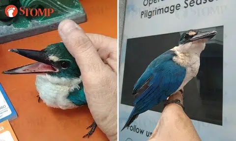 Stomper delighted by surprise visit from friendly kingfisher at Marina South Pier