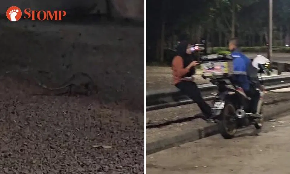Stomper excited to see pangolin for the first time in his life -- even if it's 5am