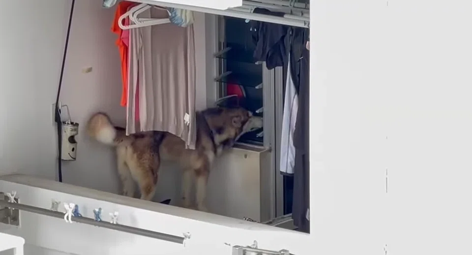 NParks is in touch with the dog’s owner and investigations are ongoing. 