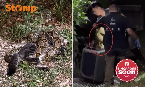 Python strangles and eats cat in front of crowd near Eunos MRT station, 'rescued from location' by Acres