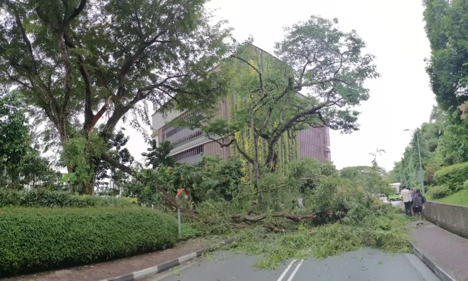 A tree branch fell on campus at the National University of Singapore. 