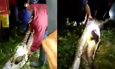 Missing man in Indonesia found -- in python's belly