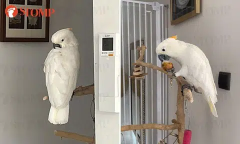 Family desperately looking for pet cockatoo that flew from their Telok Kurau home